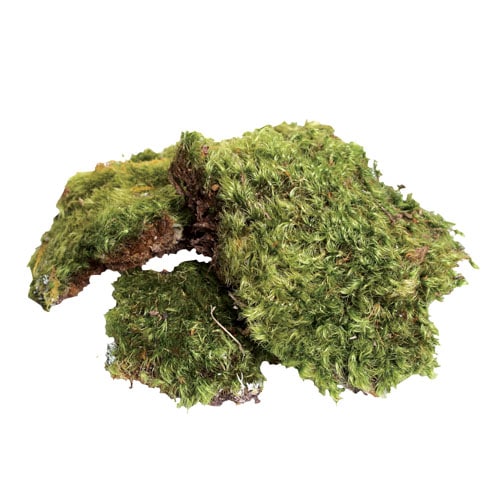 Dormant Frog/mood Moss - Naturalistic Decorative Moss for Terrarium -  Natural Moss for Toads, Salamanders, Garter or Green Snakes
